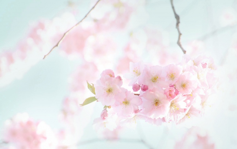 日本樱花 日本 樱花 樱花盛开 春天 春季 粉色的花 