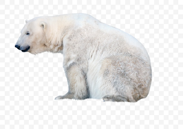 北极熊 熊 白熊 北极 动物 可爱动物 png 
