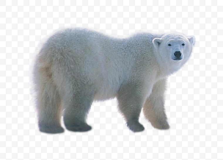 北极熊 熊 白熊 北极 动物 可爱动物 png 