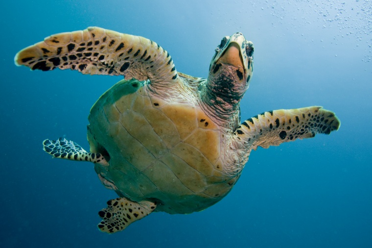 海龟 海洋生物 海洋 
