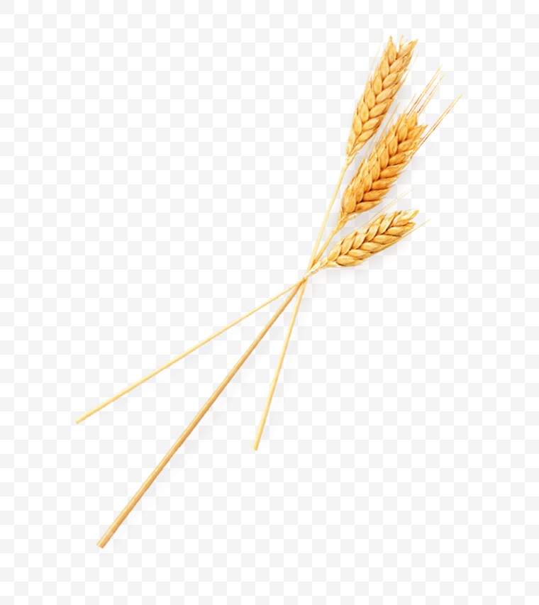 麦穗 麦子 丰收 收获 农业 