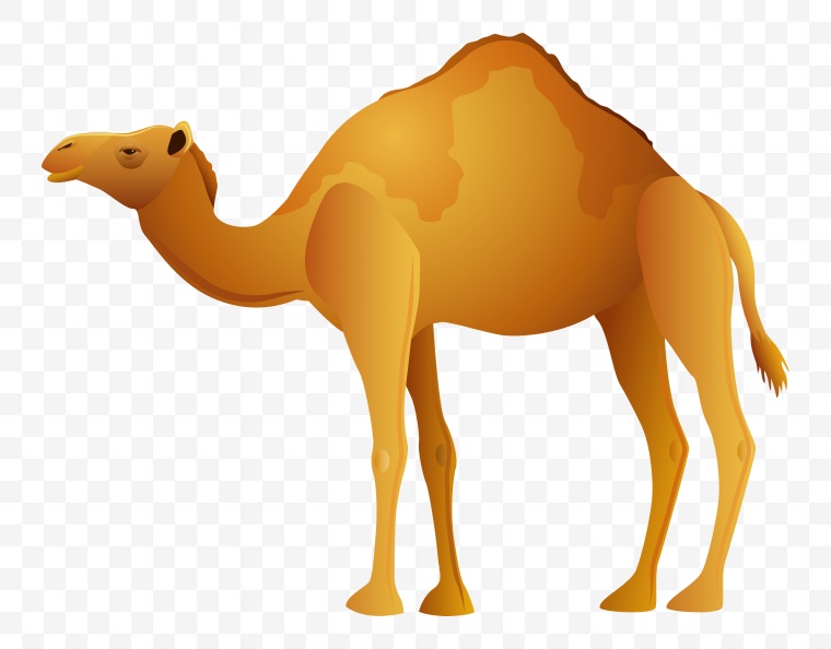 骆驼 沙漠 动物 png 