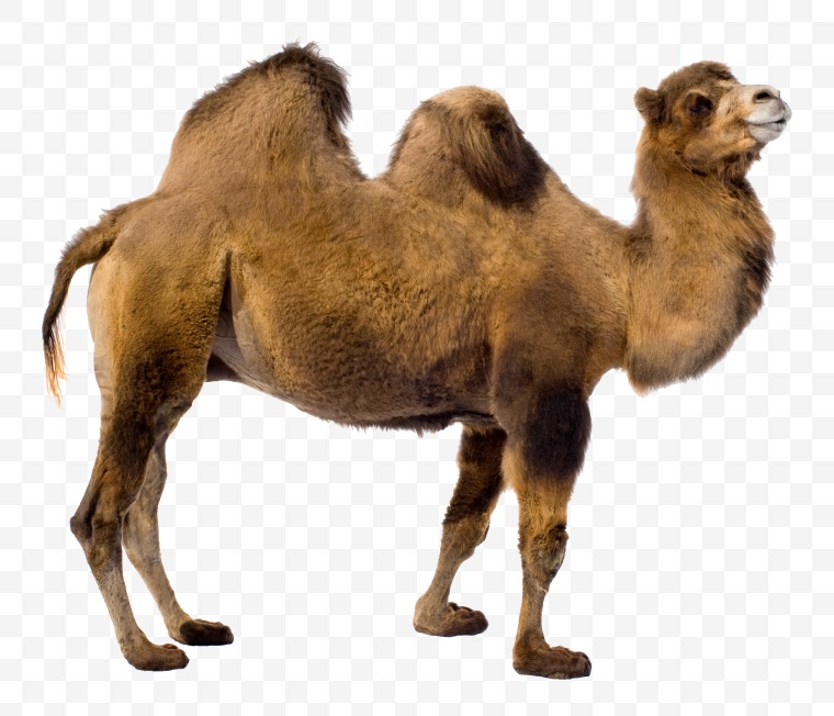 骆驼 沙漠 动物 png 