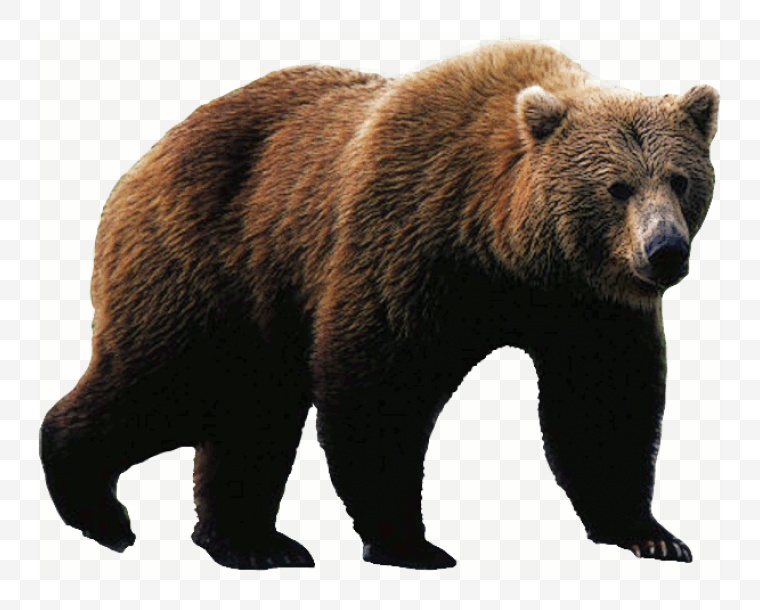 熊 大熊 棕熊 动物 大棕熊 野生动物 png 