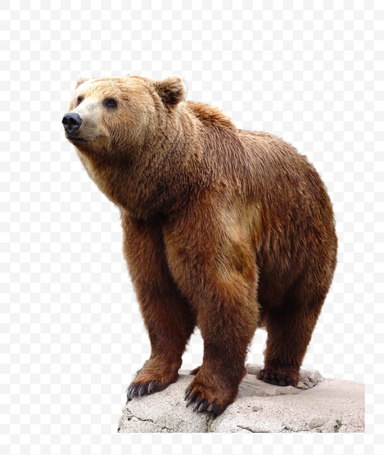 熊 大熊 棕熊 动物 大棕熊 野生动物 png 