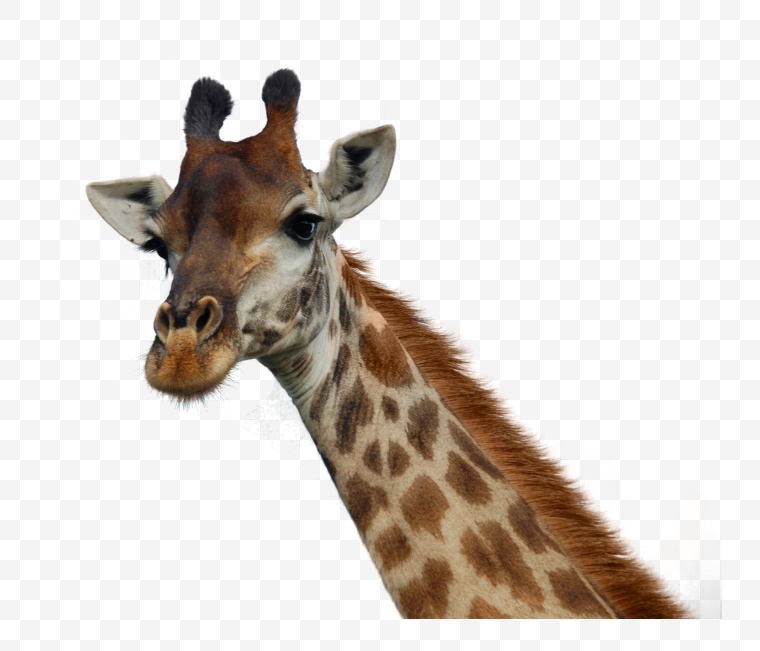 长颈鹿 鹿 动物园 动物 png 