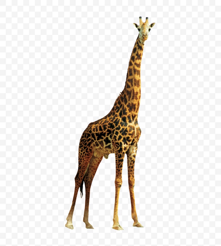 长颈鹿 鹿 动物园 动物 png 
