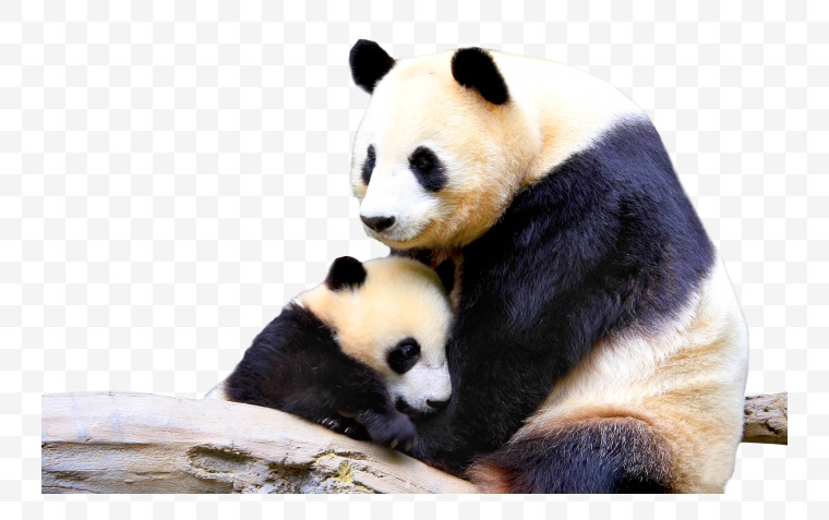 熊猫 大熊猫 国宝 国宝熊猫 动物 保护动物 png 