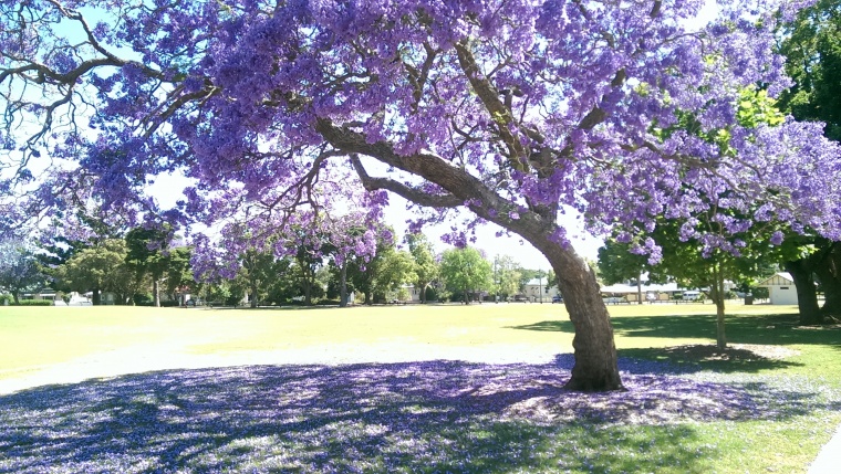紫色的树 紫色 树 大树 树下 大树下 大树底下 