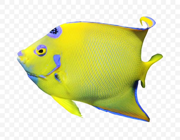 鱼 小鱼 卡通鱼 海洋生物 生物 动物 海底 png 