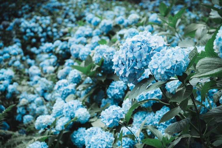 唯美 唯美背景 背景 花 蓝色的花 蓝色的花背景 背景图 清新 小清新 小清新背景 