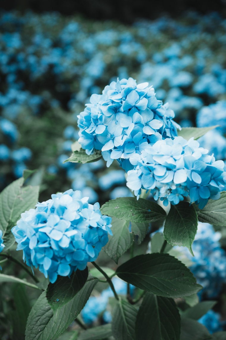 唯美 唯美背景 背景 花 蓝色的花 蓝色的花背景 背景图 清新 小清新 小清新背景 