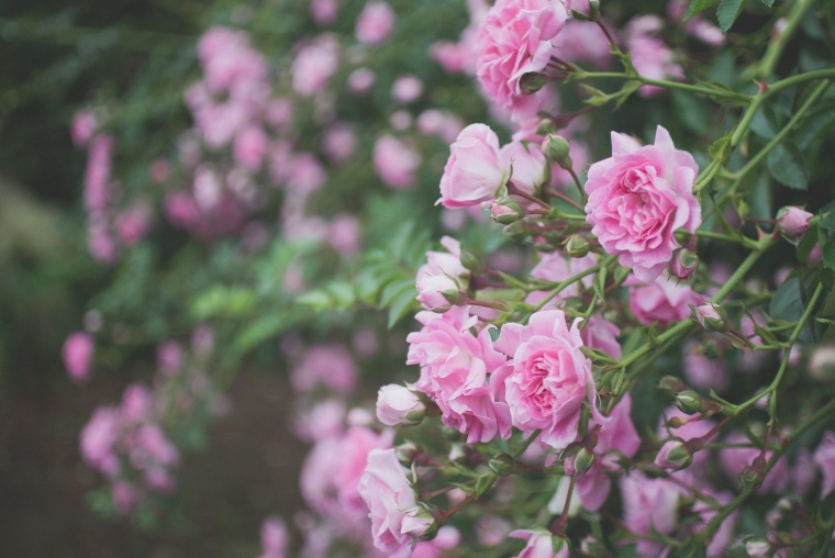 粉色的花 粉色 花 唯美 唯美背景 背景 背景图 底图 浪漫 