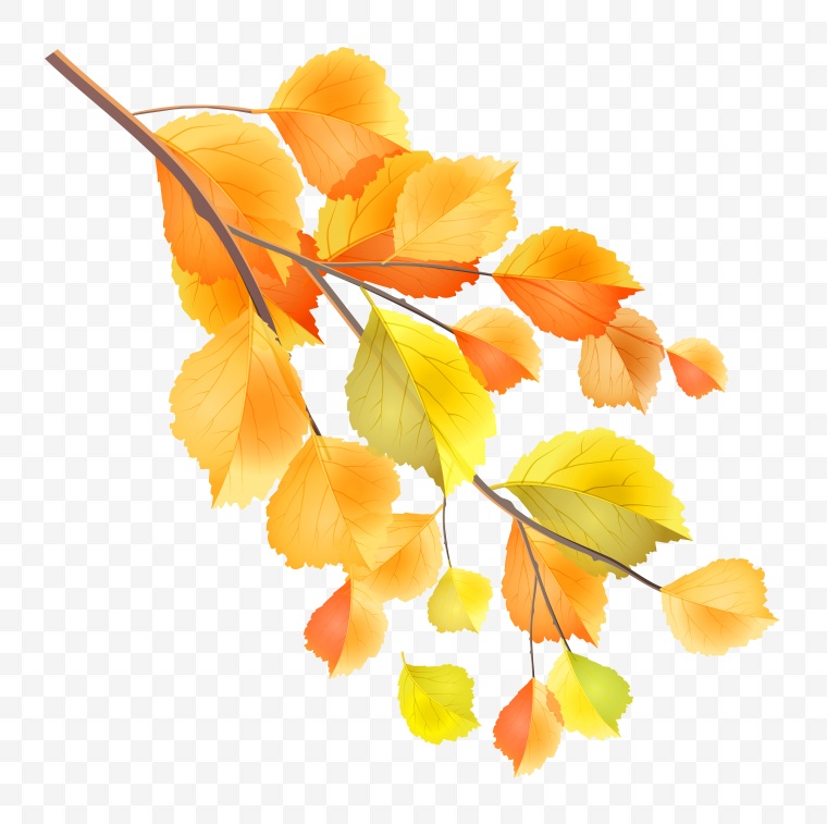 秋天树叶 秋天 树叶 秋季 秋 黄色的叶子 叶子 秋天的树叶 秋天的叶子 
