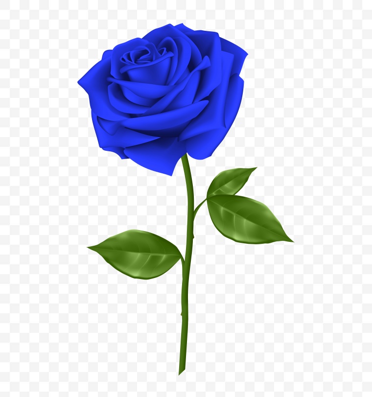 蓝色玫瑰花 蓝色 玫瑰花 蓝玫瑰 蓝色玫瑰 玫瑰 花 
