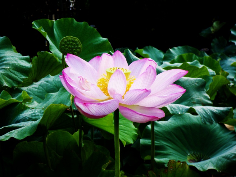 荷花 荷叶 古典 荷花背景 夏季 夏天 夏 夏日 夏天背景 夏季背景 西湖 杭州西湖 杭州 