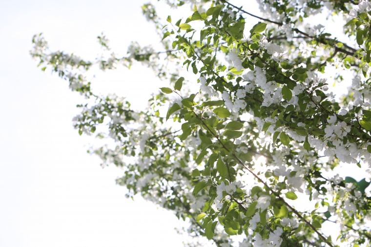 春暖花开 春天 春季 花开 开花 白色的花 