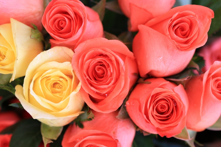 红色玫瑰花 玫瑰花 红玫瑰 玫瑰 花 情人节 浪漫 爱情 鲜花 花束 520 