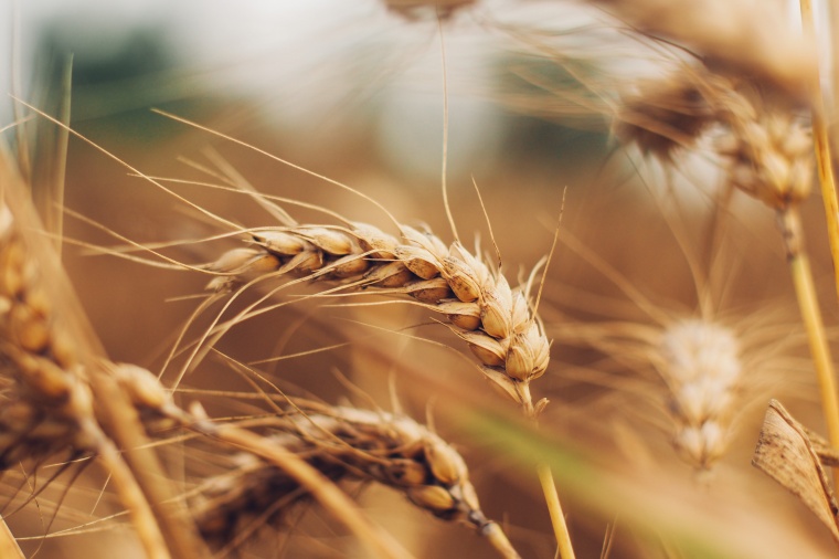 小麦 麦子 麦田 农业 农作物 农产品 麦穗 
