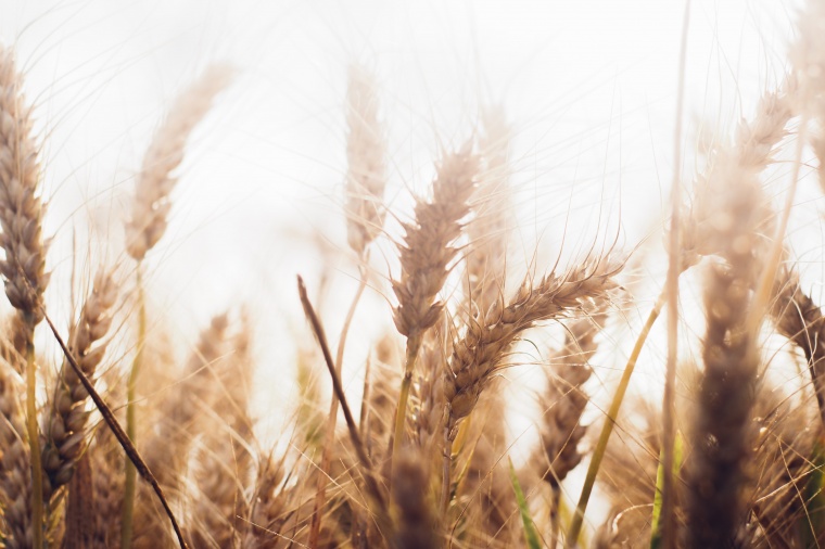 小麦 麦子 麦田 农业 农作物 农产品 麦穗 
