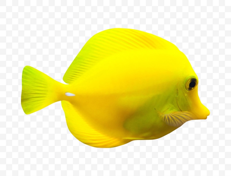 鱼 小鱼 卡通鱼 海洋生物 生物 动物 海底 png 