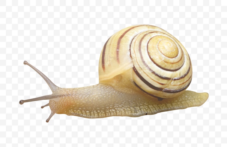 蜗牛 小蜗牛 动物 png 