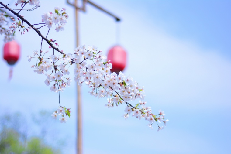 春天 花卉 盛开 花开 春暖花开 春季 