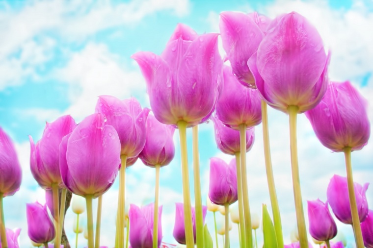 粉红色 郁金香 粉色的花 花 母亲节 春天 鲜花盛开 花园 