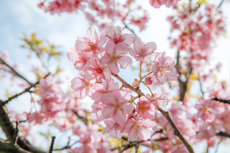 春天 花卉 盛开 花开 春暖花开 春季 粉色的花 开花 花 春 