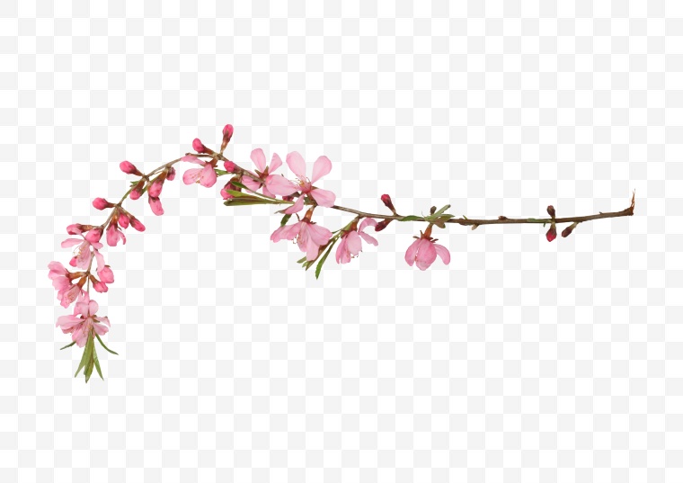 花 花枝 开花 树枝的花 春节 春天 春 桃花 树枝 png 