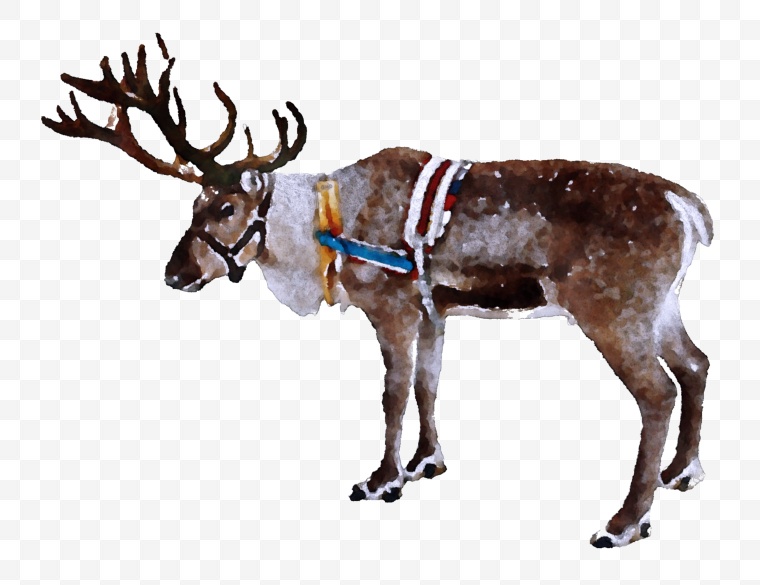 鹿 麋鹿 驯鹿 动物 圣诞节 png 
