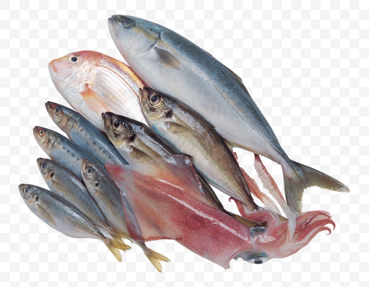 鱼 小鱼 海鲜 海洋生物 生物 动物 海底 png 