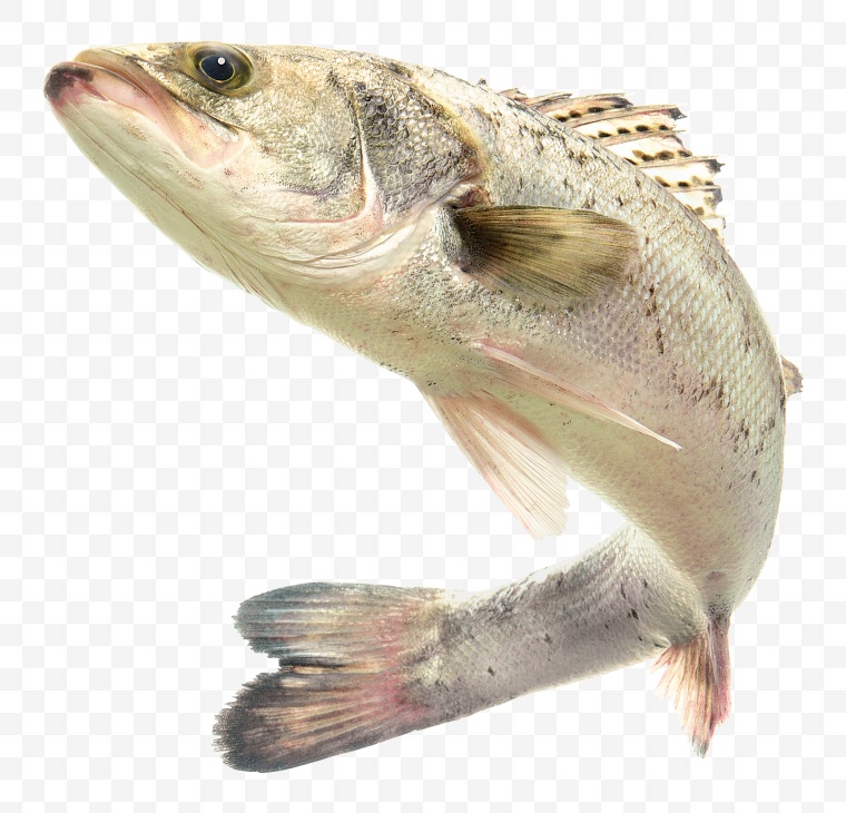 鱼 小鱼 海鲜 海洋生物 生物 动物 海底 png 