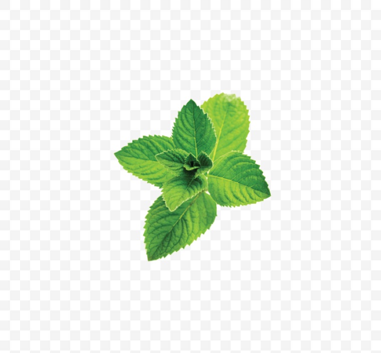 薄荷 薄荷叶 树叶 清新 叶子 png 
