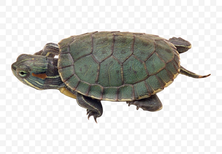 乌龟 海龟 大海龟 海洋生物 龟 png 