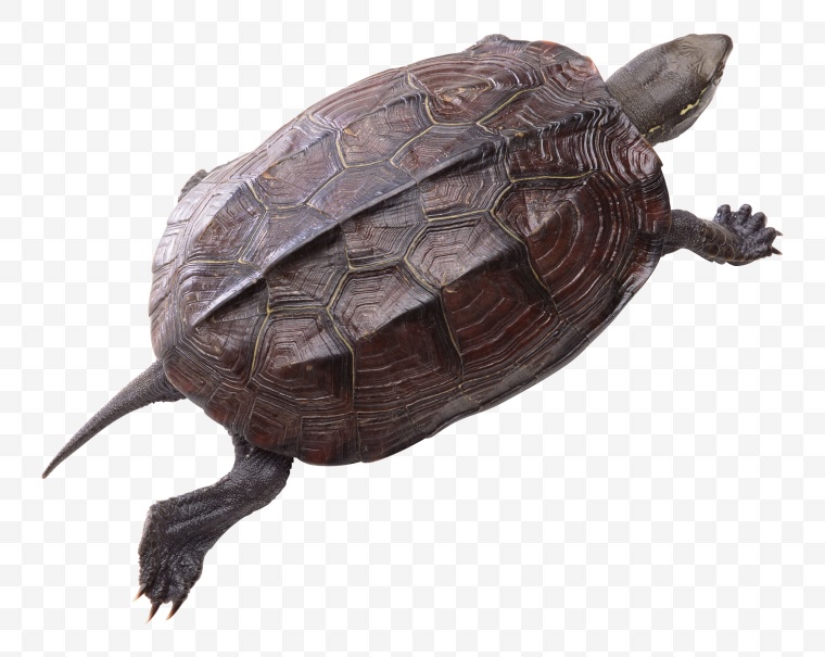 乌龟 海龟 大海龟 海洋生物 龟 png 