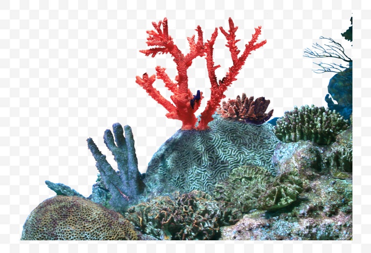 海底生物 海底 生物 珊瑚 水生物 大海 珊瑚礁 png 