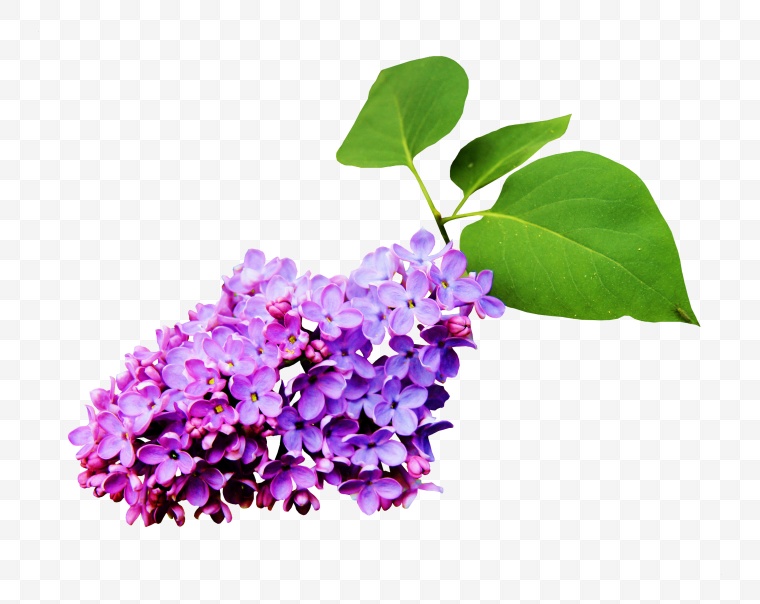 花 鲜花 花朵 花束 丁香 紫丁香 png 