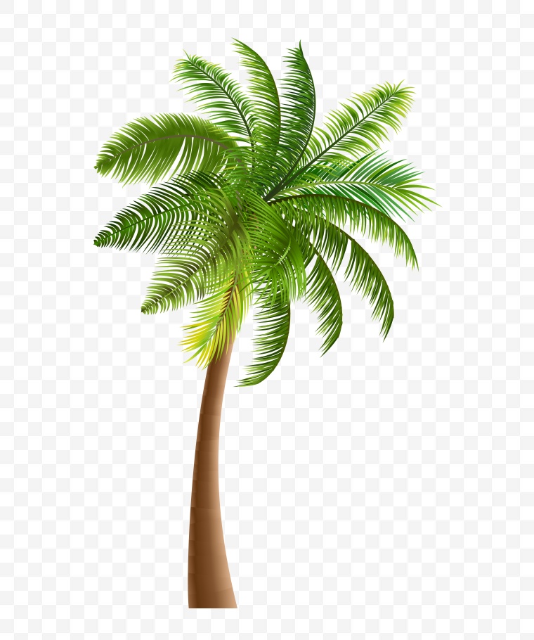 棕榈树 椰树 夏天 夏季 炎夏 海滩 海边 