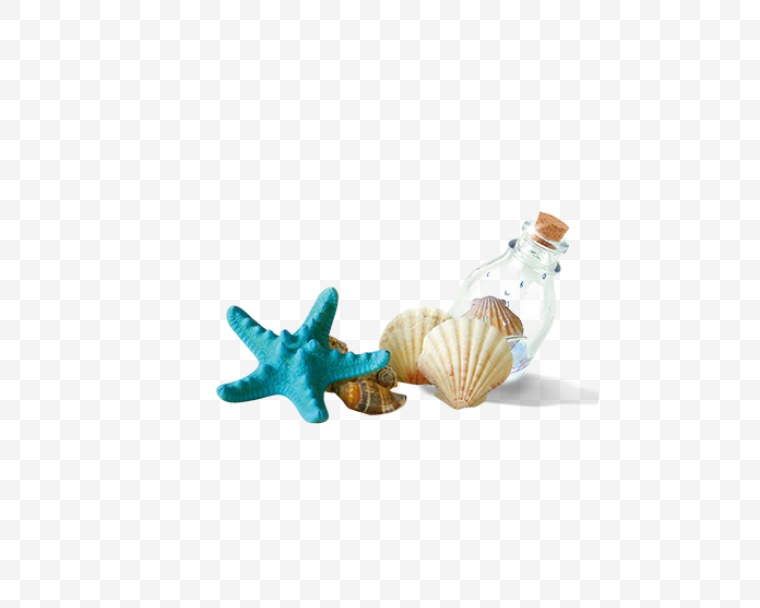 海滩 海螺 海星 漂流瓶 