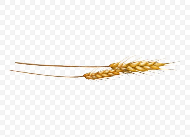 麦穗 麦子 小麦 农业 现代农业 农田 丰收 