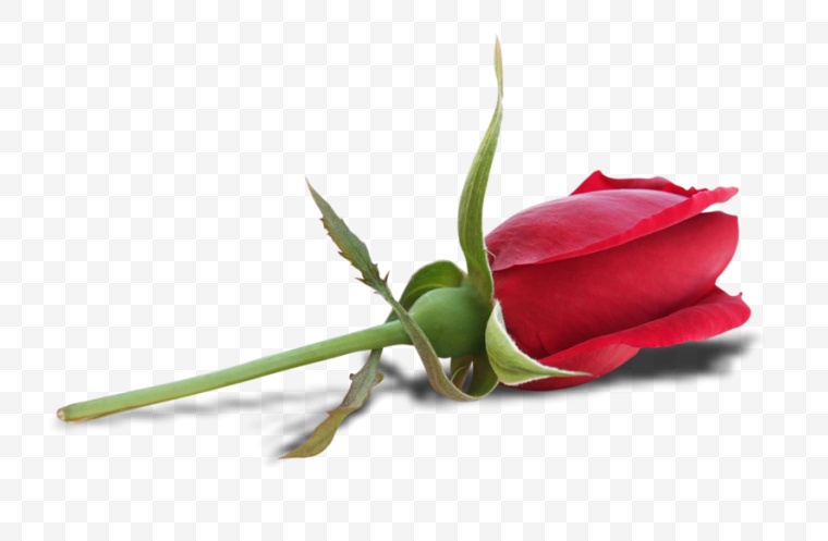 红色玫瑰花 红玫瑰 玫瑰花 玫瑰 花 情人节 爱情 浪漫 