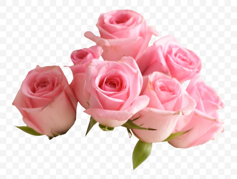 粉色玫瑰花 玫瑰花 粉色玫瑰 花 卡通玫瑰花 