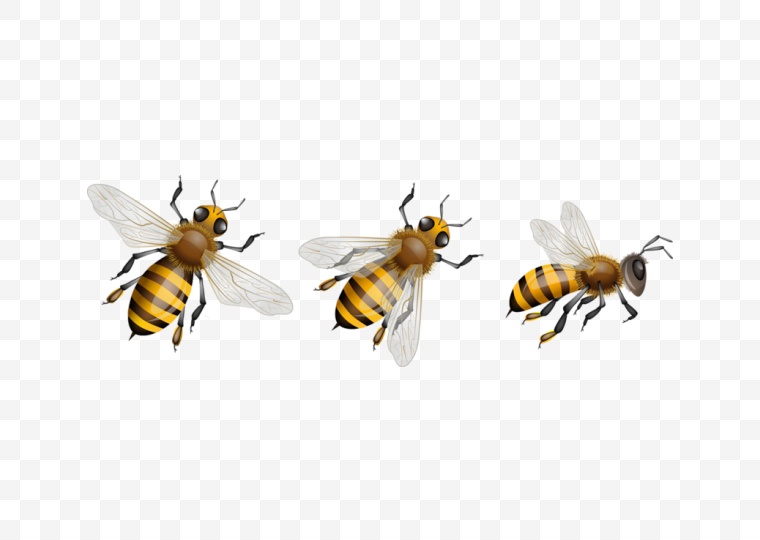 蜜蜂 昆虫 