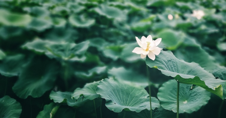 荷花 荷叶 池塘 夏天 夏季 炎夏 