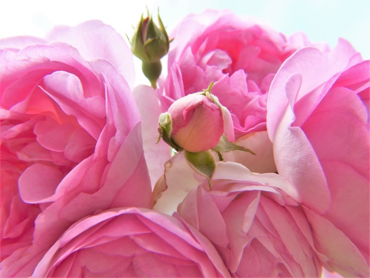 粉色玫瑰花 粉玫瑰 玫瑰花 玫瑰 花 情人节 爱情 浪漫 粉色玫瑰花背景 