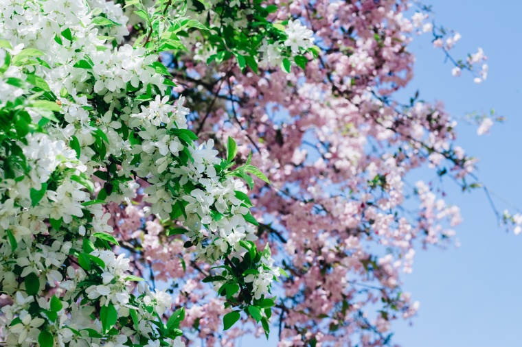 樱花 樱花盛开 春天 春季 自然 春暖花开 