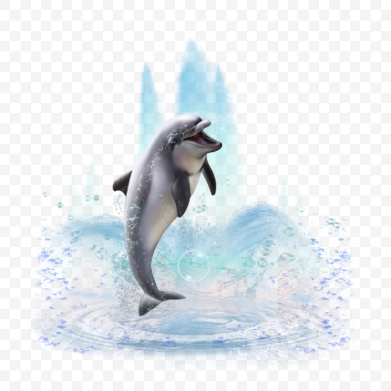 海豚 海洋生物 夏天 夏季 夏日 