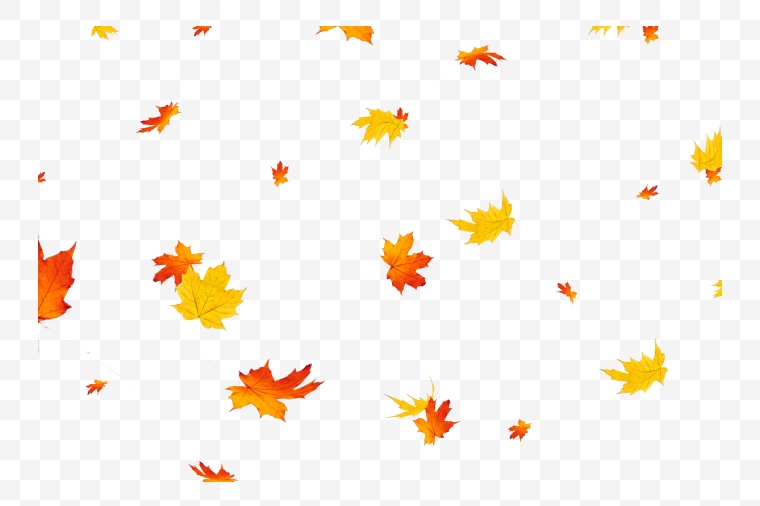 秋天的树叶 秋天 树叶 枫叶 飘落的树叶 深秋 秋季 