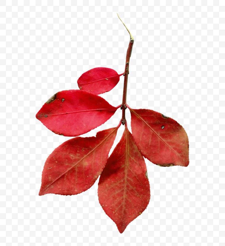 红色树叶 树叶 红色叶子 秋天 秋季 深秋 